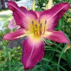 
Image Courtesy of Canning Daylily Gardens Used with Permission