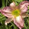 Photo Courtesy of Sugar Bay Daylilies. Used with Permission.