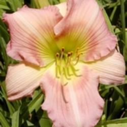 
Photo Courtesy of Sugar Bay Daylilies. Used with Permission.