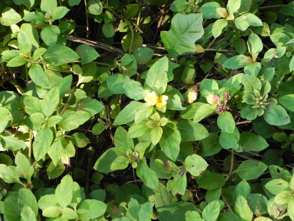 Photo of Golden Globe Loosestrife (Lysimachia congestiflora) uploaded by imabirdnut