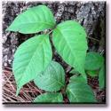 Control Those Weeds: Poison Ivy