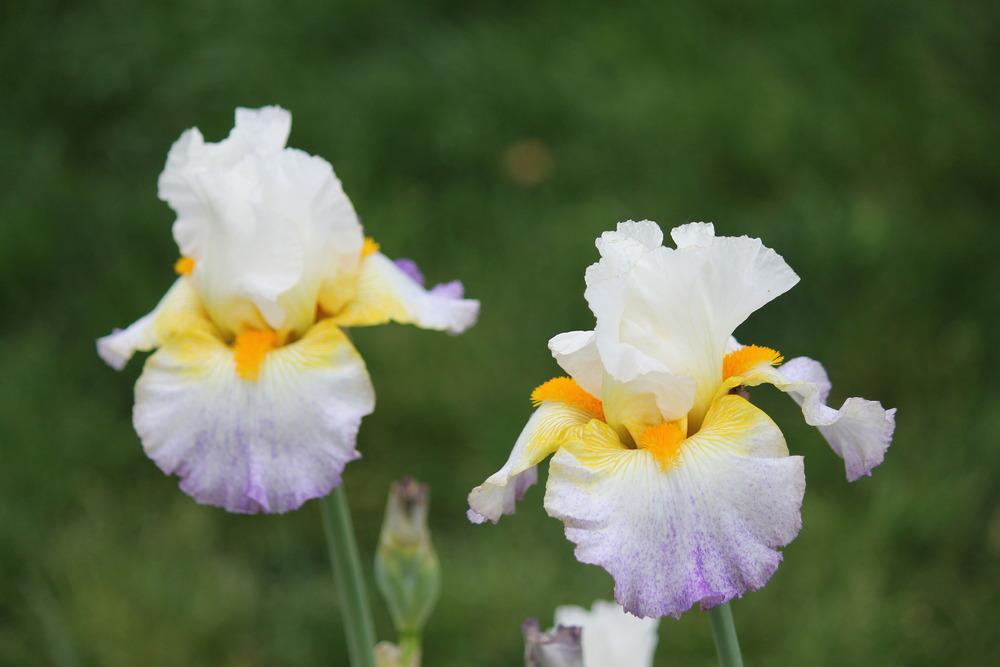 Photo of Tall Bearded Iris (Iris 'Arctic Burst') uploaded by ARUBA1334