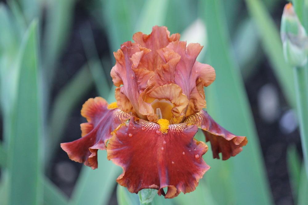 Photo of Tall Bearded Iris (Iris 'Rustler') uploaded by ARUBA1334