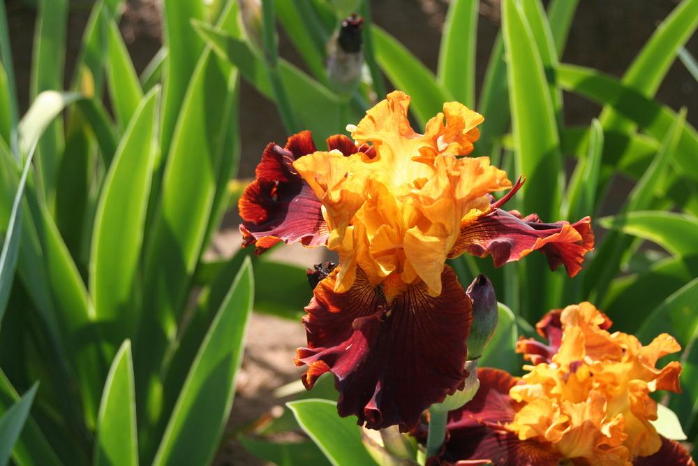 Photo of Tall Bearded Iris (Iris 'Solar Fire') uploaded by ARUBA1334