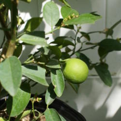 Location: South Florida
Date: 2012-08-19
Key Lime in container