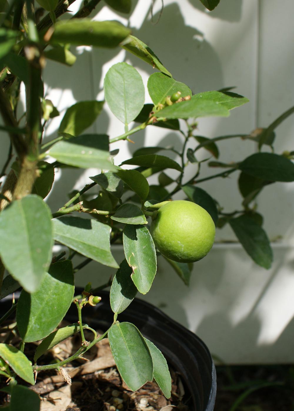 Photo of Key Lime (Citrus x aurantiifolia) uploaded by MamaIve12