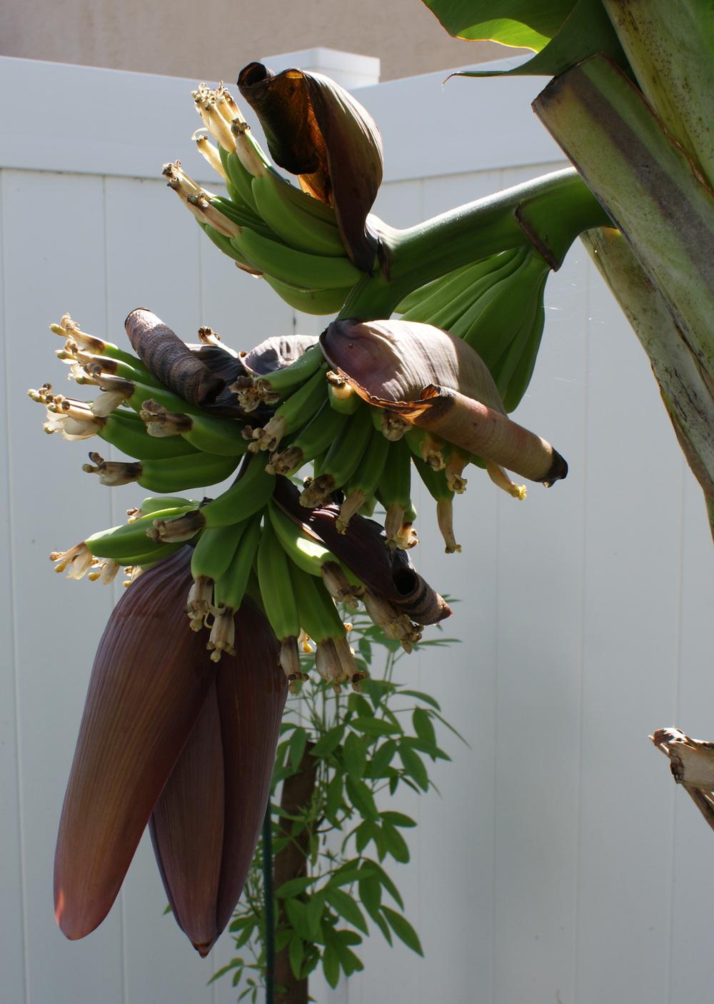 Photo of Banana (Musa acuminata) uploaded by MamaIve12