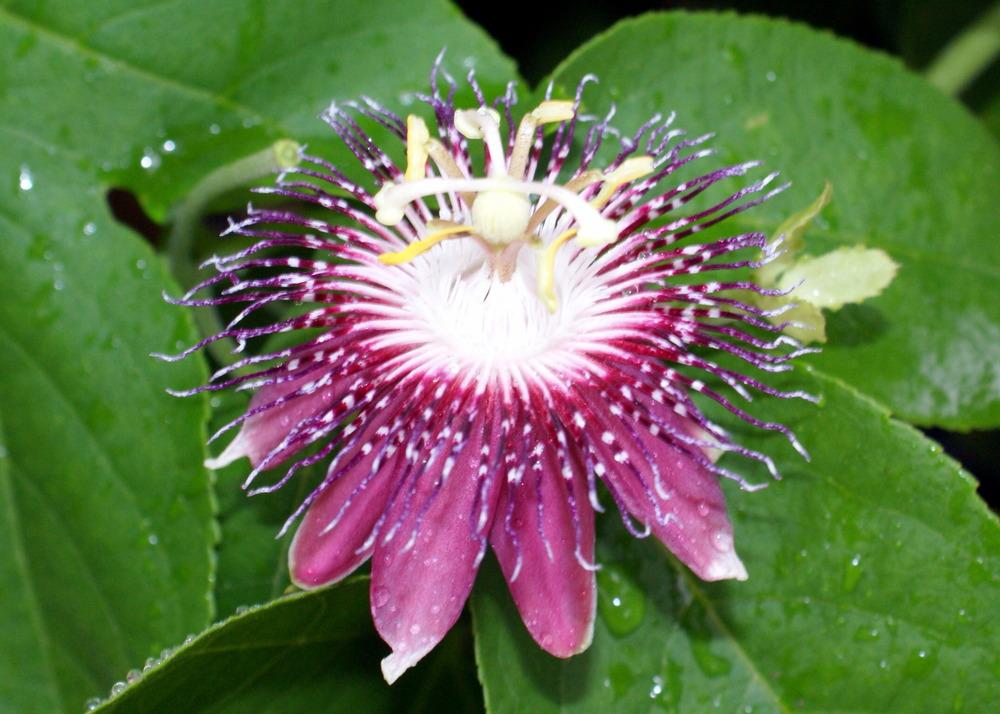 Photo of Passion Flower (Passiflora 'Lady Margaret') uploaded by MamaIve12