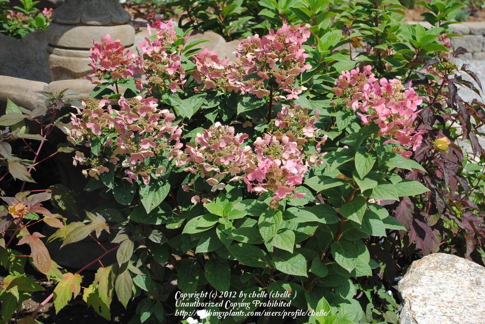 Photo of Late Panicle Hydrangea (Hydrangea paniculata Quick Fire®) uploaded by chelle