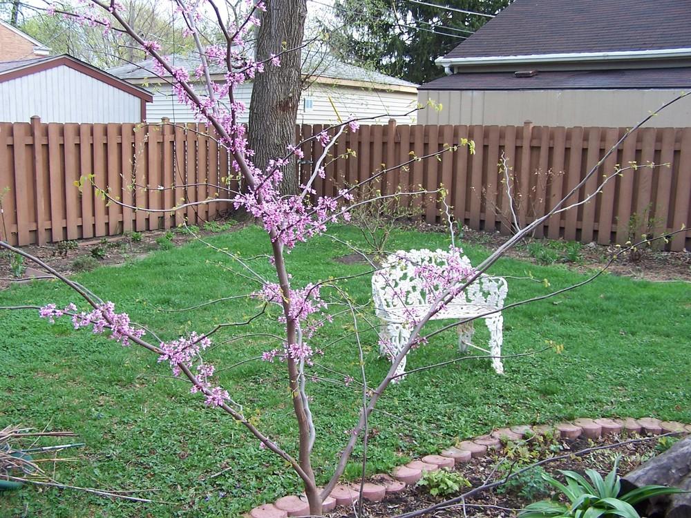 Photo of Eastern Redbud (Cercis canadensis) uploaded by sherrilosee