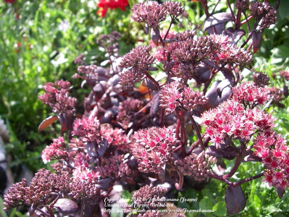 Photo of Stonecrop (Hylotelephium telephium subsp. telephium 'Postman's Pride') uploaded by Joannabanana