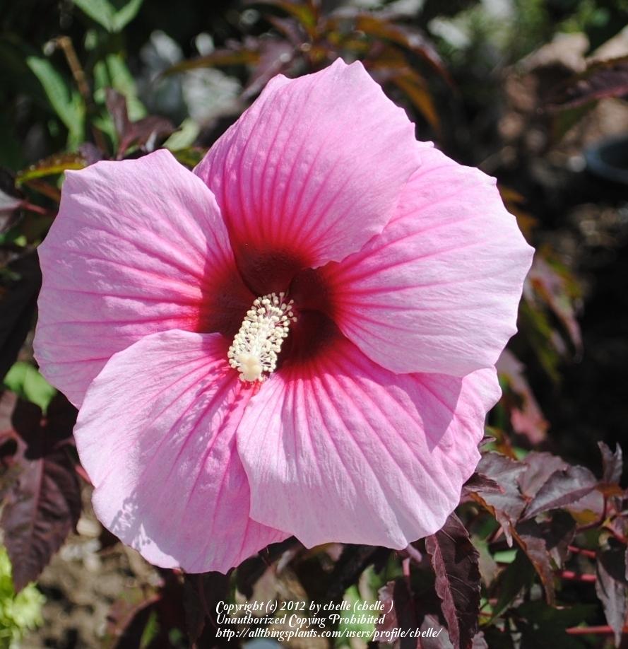 Photo of Hybrid Hardy Hibiscus (Hibiscus Summerific™ Summer Storm) uploaded by chelle