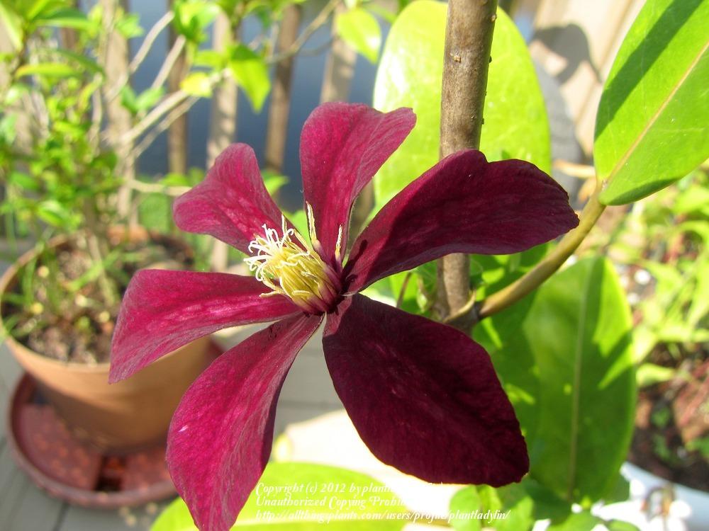 Photo of Clematis 'Niobe' uploaded by plantladylin
