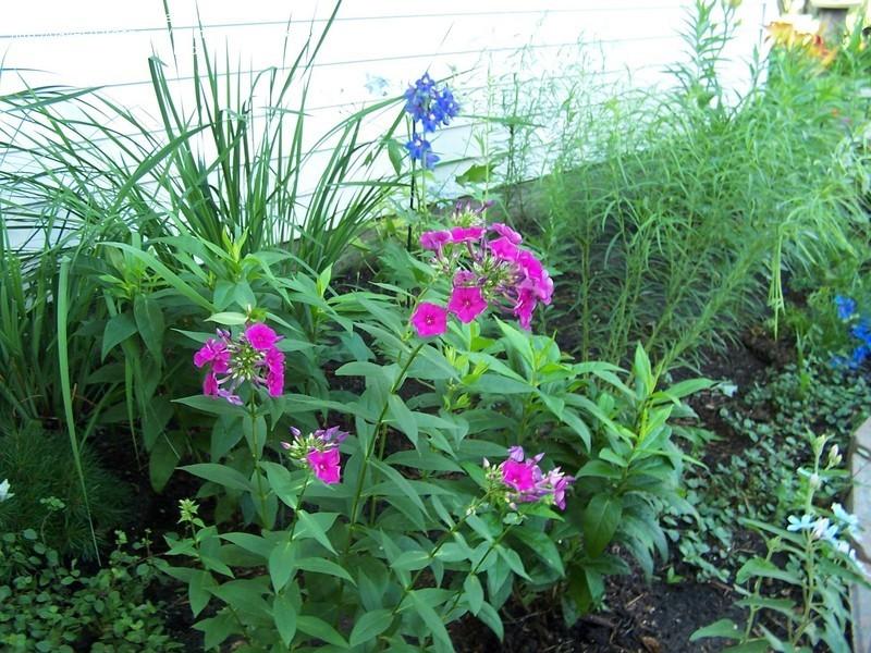 Photo of Garden Phlox (Phlox paniculata 'Wendy House') uploaded by sherrilosee