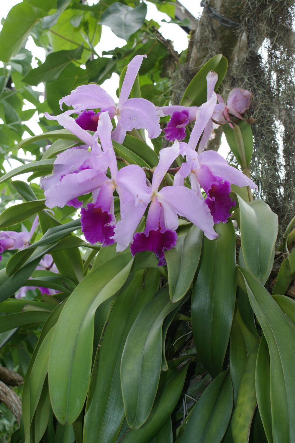 Photo of Orchid (Cattleya purpurata) uploaded by MamaIve12