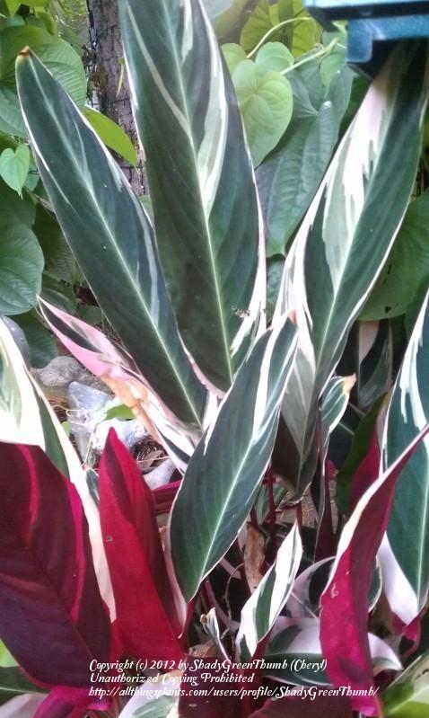 Photo of Stromanthe (Stromanthe thalia 'Triostar') uploaded by ShadyGreenThumb