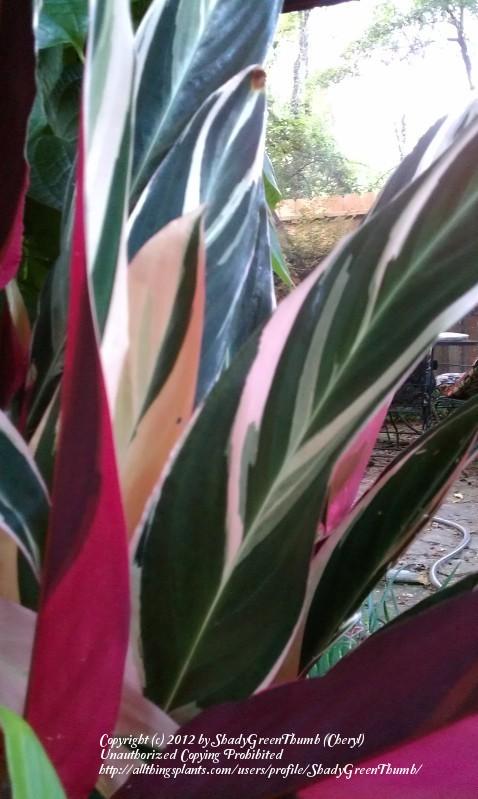 Photo of Stromanthe (Stromanthe thalia 'Triostar') uploaded by ShadyGreenThumb