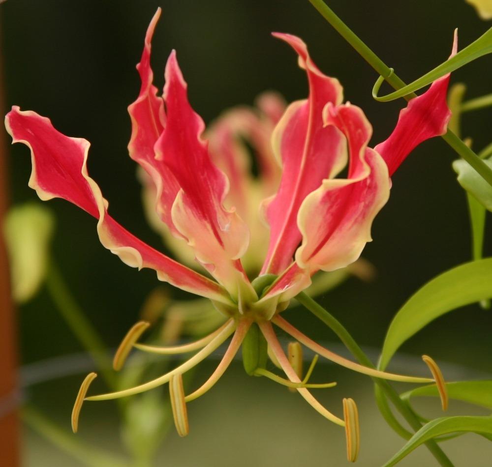 Photo of Gloriosa Lily (Gloriosa superba 'Rothschildiana') uploaded by dave