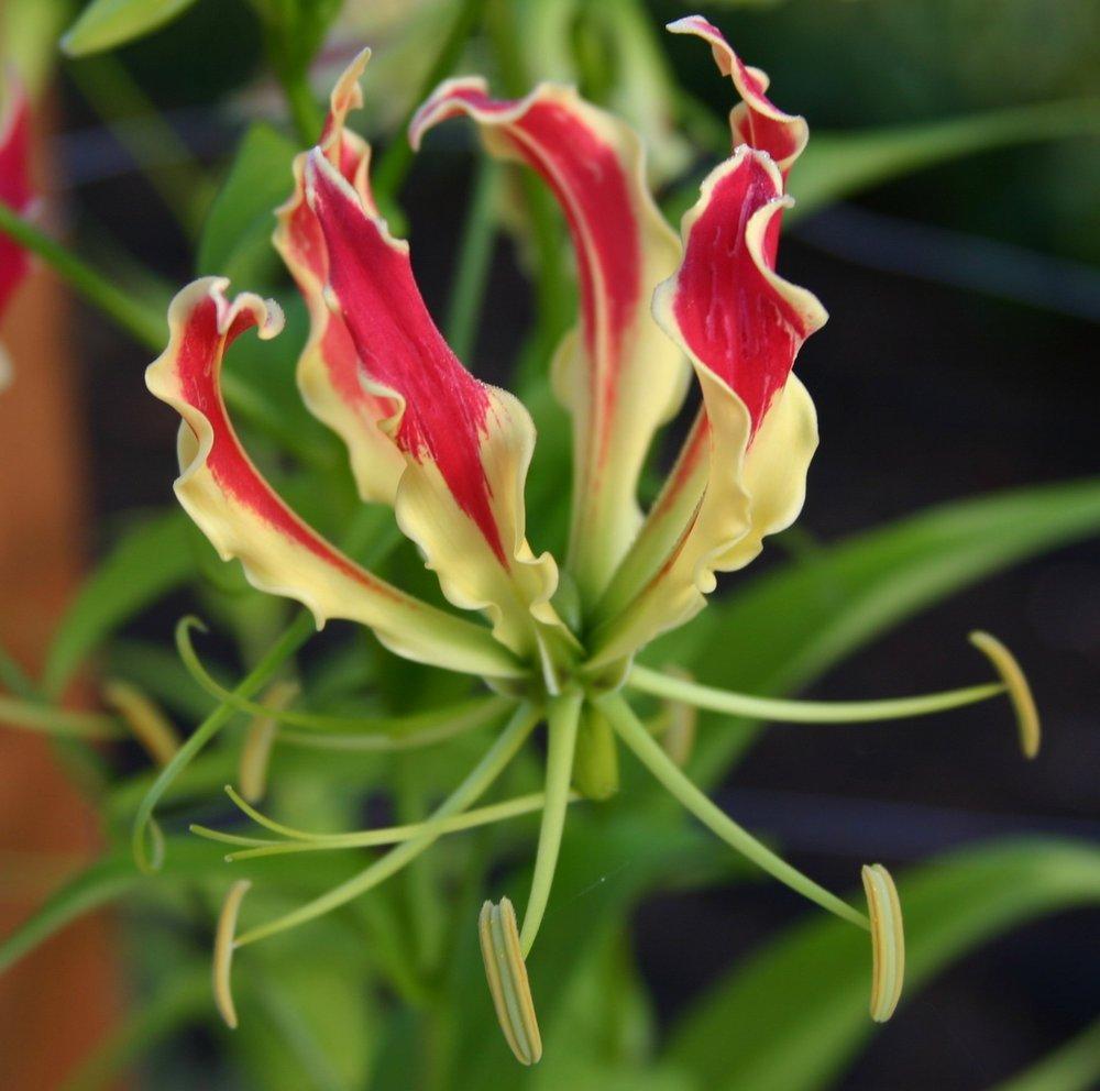 Photo of Gloriosa Lily (Gloriosa superba 'Rothschildiana') uploaded by dave