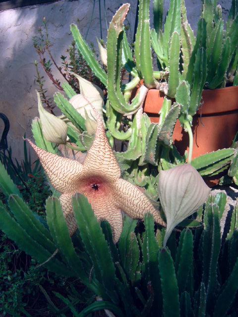 Photo of Starfish Plant (Ceropegia gigantea) uploaded by pod