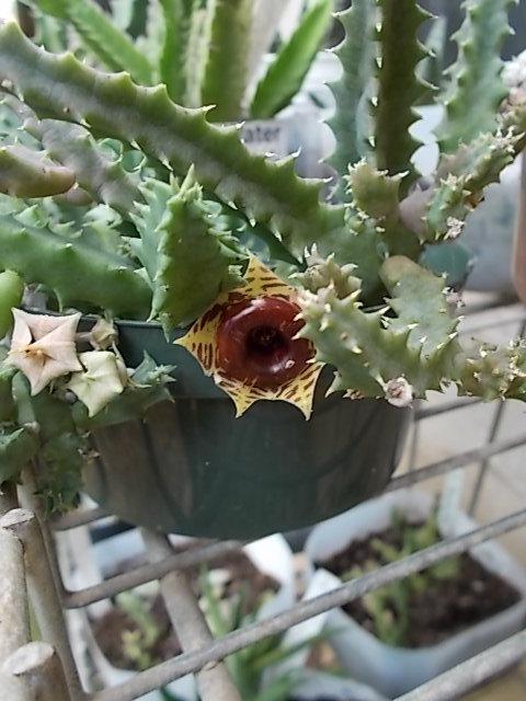 Photo of Lifesaver Cactus (Ceropegia zebrina subsp. insigniflora) uploaded by pod