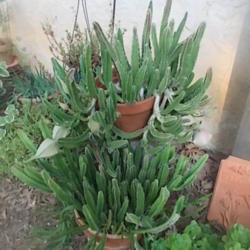 
Date: 2012-08-11
This photo is two large pots of Stapelia gigantea plants.