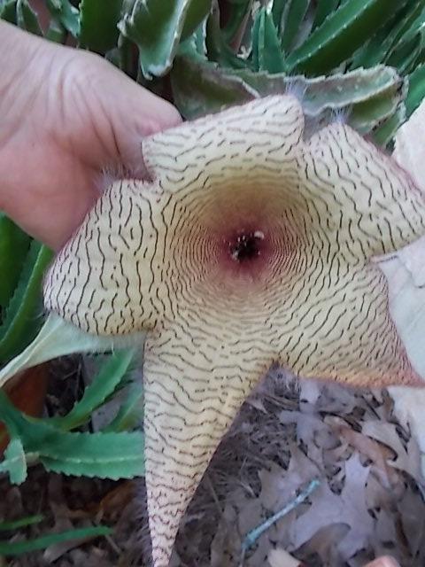 Photo of Starfish Plant (Ceropegia gigantea) uploaded by pod
