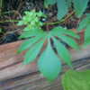 Palmate leaf shows the deeply lobed fingers, hence the name Ladyf