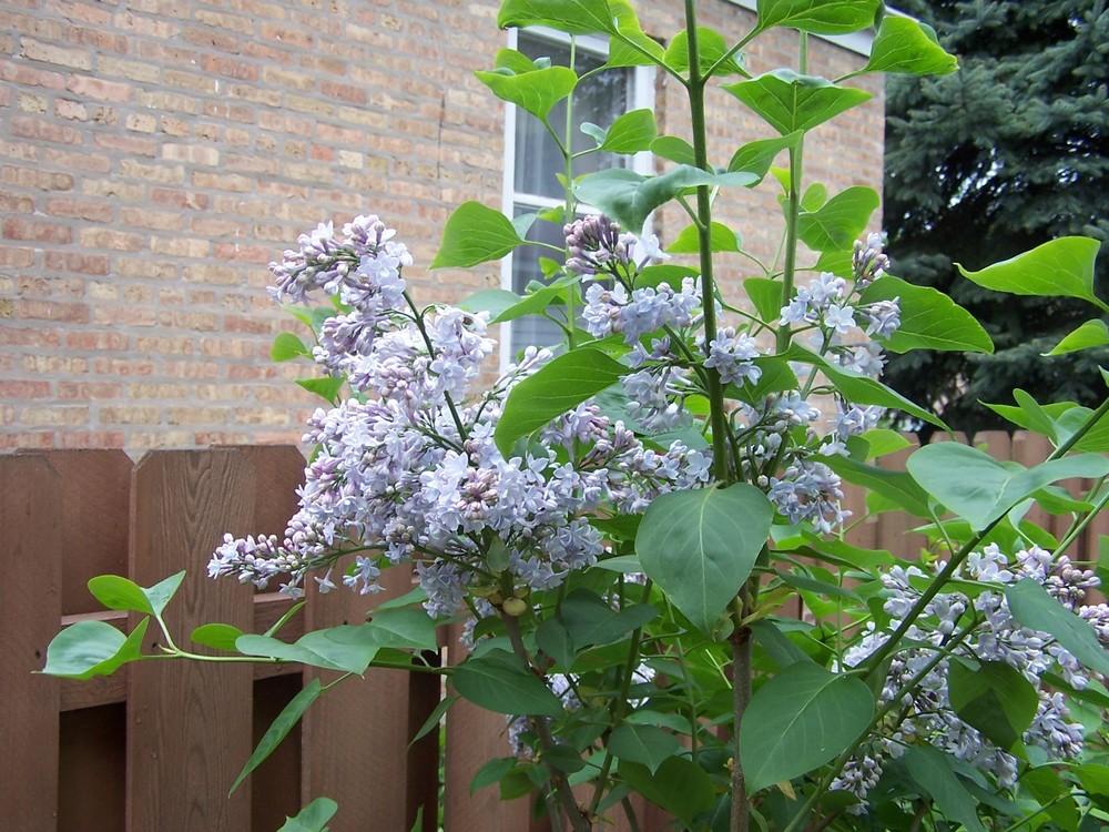 Photo of Common Lilac (Syringa vulgaris 'President Grevy') uploaded by sherrilosee