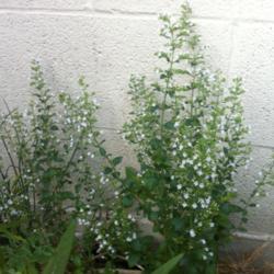 Location: Chicago, IL
Date: 2012-08-17 
A very bad photo of a lovely plant.  This is an immature, newly p