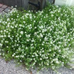 Location: Chicago, IL
Date: 2012-08-17 
Blooming mightily all summer in my back alley.  A tough plant!