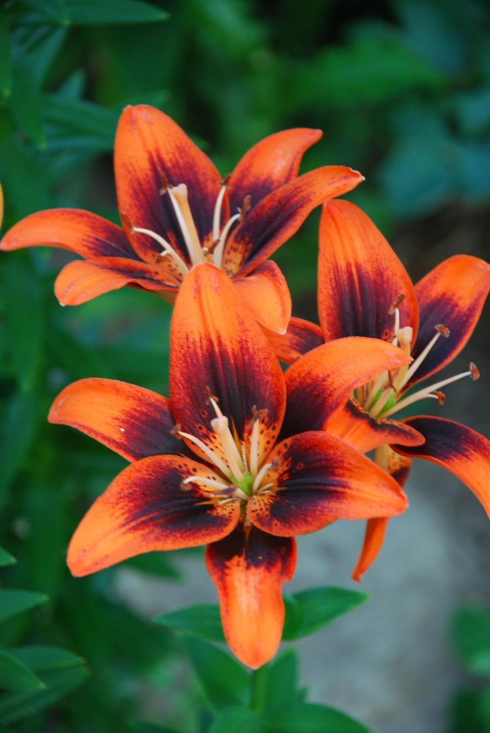 Photo of Lily (Lilium 'Twosome') uploaded by bearsearch