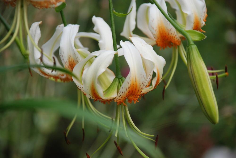 Photo of Lily (Lilium 'Madame Butterfly') uploaded by bearsearch