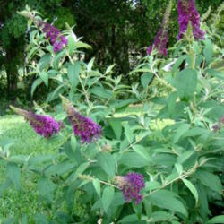 Location: Butterfly garden
Date: 2010-05-19
Best Butterfly attracting BF Bush in my yard!