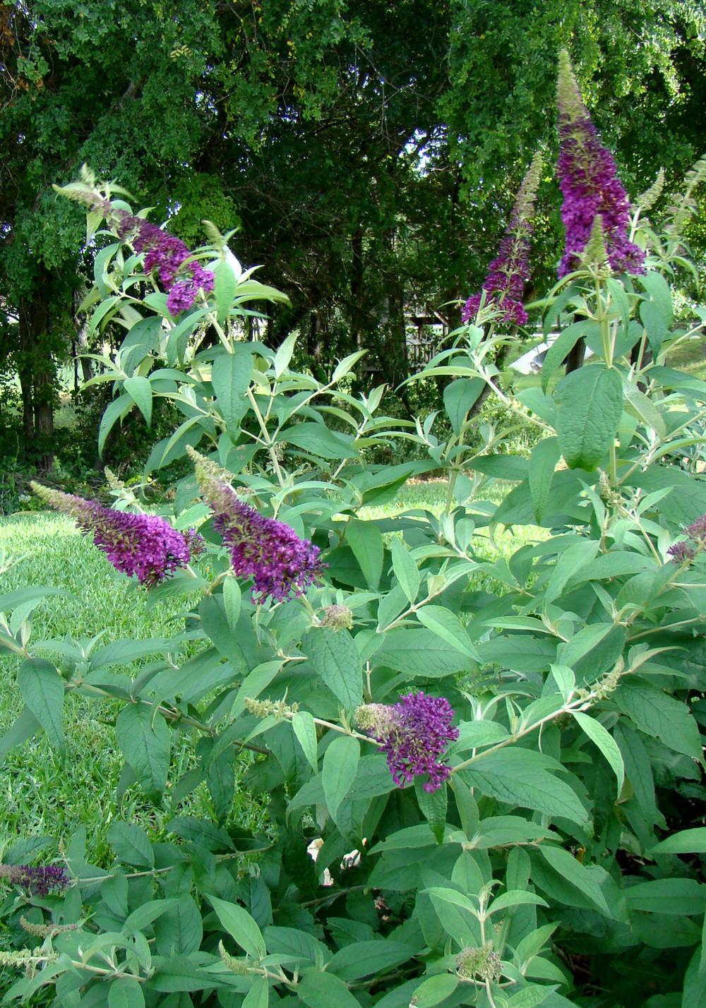 Photo of Butterfly Bush (Buddleja 'Attraction') uploaded by imabirdnut