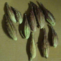 
Date: 2009-07-09
Seed Pods harvested from local native Antelope Horns Milkweed