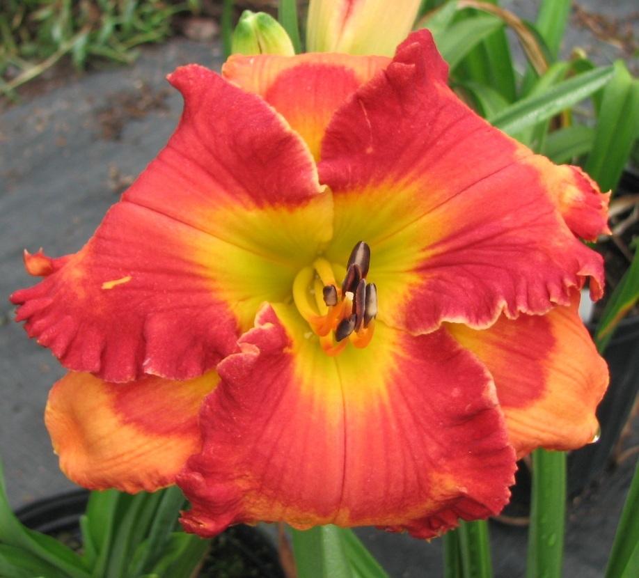 Photo of Daylily (Hemerocallis 'Mexican Elvis') uploaded by tink3472