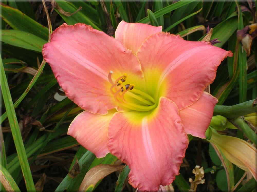 Photo of Daylily (Hemerocallis 'Farmer's Daughter') uploaded by vic