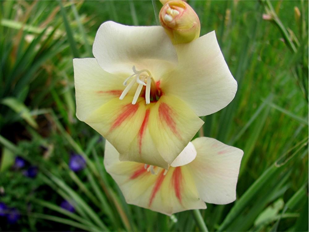Photo of Gladiola (Gladiolus) uploaded by LarryR