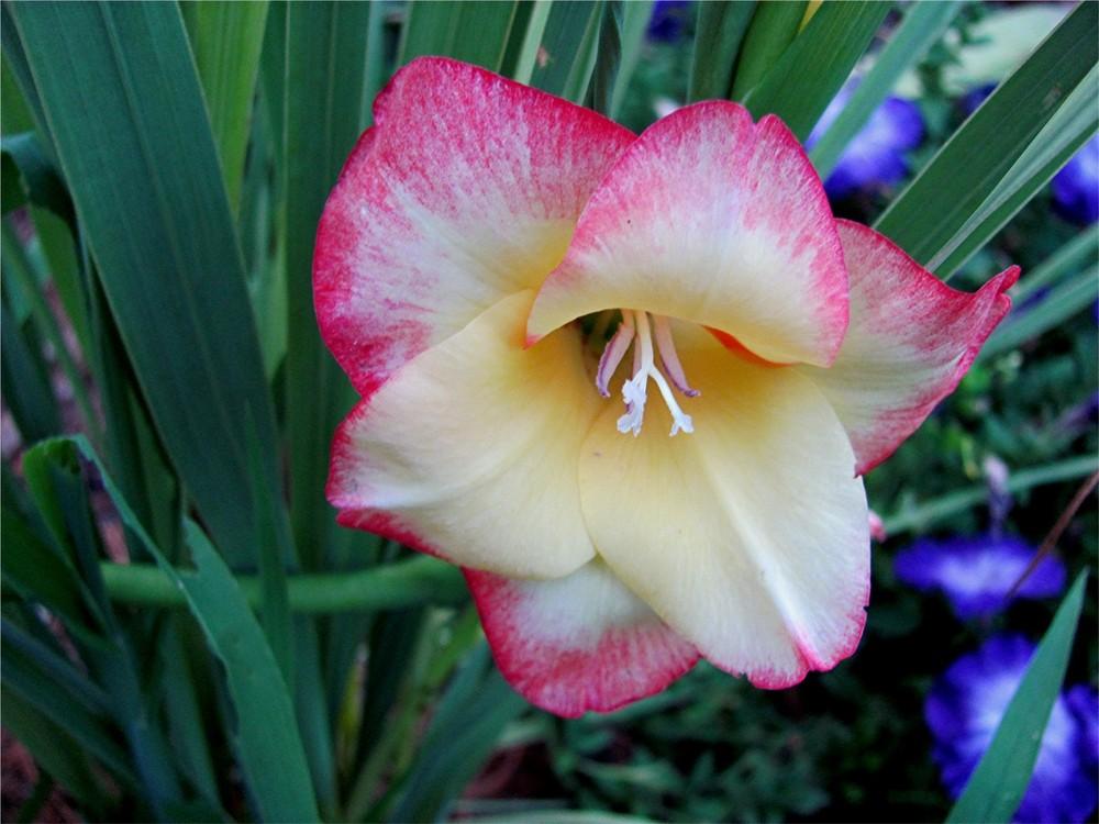 Photo of Gladiola (Gladiolus) uploaded by LarryR