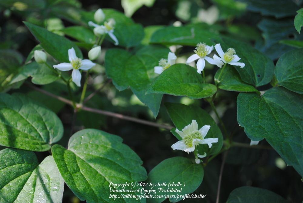 Photo of American Virgin's Bower (Clematis virginiana) uploaded by chelle