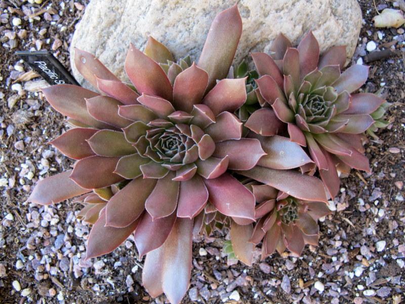 Photo of Hen and Chicks (Sempervivum 'Pacific Shadows') uploaded by goldfinch4