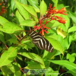 Location: Daytona Beach, Florida
Date: 2012-08-22 
Zebra Longwing Butterfly enjoying the nectar of Firebush bloom
