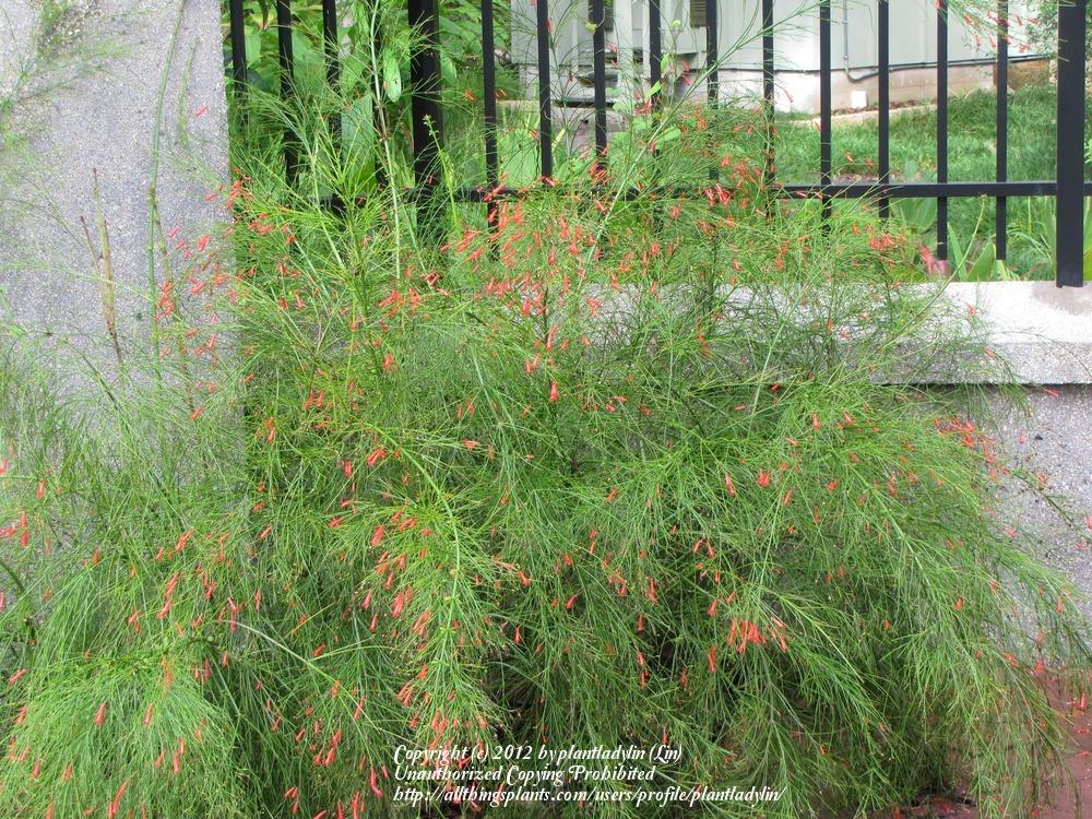 Photo of Firecracker Plant (Russelia equisetiformis) uploaded by plantladylin