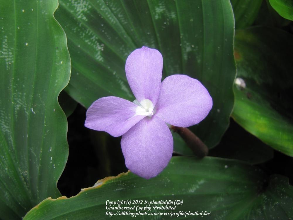Photo of Peacock Ginger (Kaempferia pulchra) uploaded by plantladylin