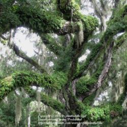 Location: Daytona Beach, Florida
Date: 2012-08-22 
Covering a Live Oak (Quercus virginiana) tree at Sugar Mill Botan
