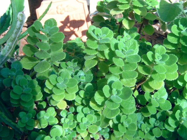 Photo of Vicks Plant (Plectranthus hadiensis) uploaded by pod