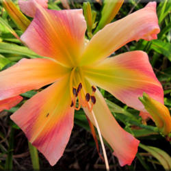 
Date: 2012-03-19
Courtesy of Quarles Daylilies Used with Permission