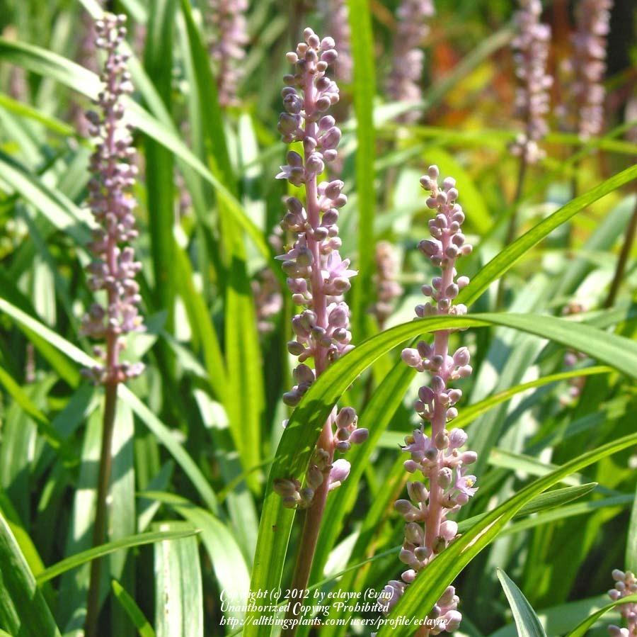 Photo of Mondo Grass (Ophiopogon japonicus) uploaded by eclayne