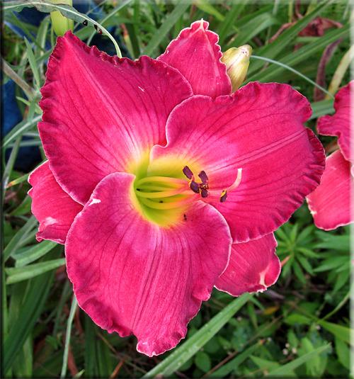 Photo of Daylily (Hemerocallis 'Love in Vain') uploaded by vic